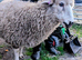 6 x Ewes