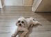 Adult Lhasa Apso girl