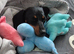 Cookie the sausage dog