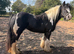 Heavy cob mare