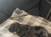 Miniture dashund pups