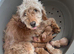 F1b cockapoo