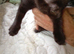 Two female kittens 10 weeks old looking for their forever home