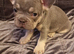 French bulldog puppies