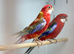 Rosella