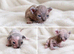 Beautiful Pedigree Sphynx Kittens – Looking for Their Forever Homes