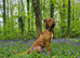 Dogue de bordeaux puppies