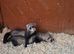 Ferret kits