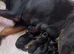 Rottweiler puppies