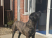 Cane corso x American bully