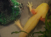 3 different adult axolotl for sale