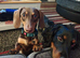 Miniature dachshund boy.