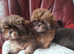 Shih Tzu Puppies Ready to go to New Homes