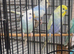 6 rainbow budgies between 6 months