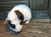 2 baby guinea pig girls ready now