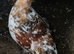 Chicken for sale
