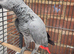 African grey parrot for sale