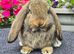 French Lops available for Reservation.