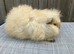 Swiss sow