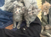 Full Maine Coon Kittens