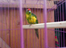 Kakariki