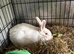 Breeding pair of New Zealand whites