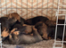 *Gamekeeper bred Wirehaired Dachshund (Teckel) Puppies*