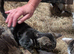2 male tabby kittens