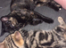 Calico cat