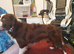 Studding a male border collie