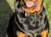 Stunning Rottweiler puppies available