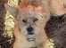 Bull dog x northfolk terrier pups
