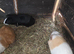 Adult male guinea pigs