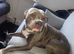 1 year old staffy cross
