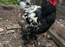 For sale 4 roosters and 5 hens LF BRAHMA
