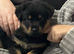 Rottweiler x german shepherd