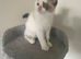 Beautiful female kitten