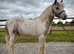 Welsh Cob x Colt to make 13.2