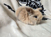 Stunning mini lops available
