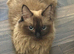 Ragdoll kittens