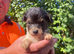 Puppies
