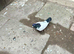Afghan pigeon (male)