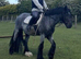 Gorgeous Blue Roan gelding, approx 14hh, rising 5