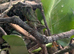 Gonocephalus kuhlii (angle head lizard) with full bio active setup, LTC exo terra 90x 90 x 45, arcadia lights etc