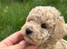 Beautiful KC registered Cream Poodle Boy - Winter Latter