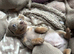 BEAUTIFUL MINIATURE DASHCHUND PUPPIES, KC REGISTERED