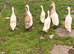 Runner ducklings