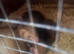 Ferrets