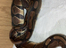 1 year old ball python