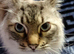 Male ragdoll urgent